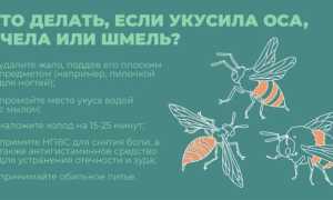 Что делать, если укусил шмель: полезные советы