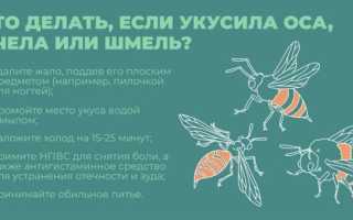 Что делать, если укусил шмель: полезные советы