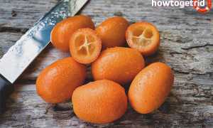 Чем полезен кумкват для организма человека