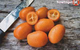 Чем полезен кумкват для организма человека