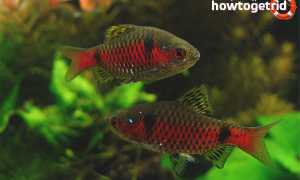 Алый барбус — уход и содержание в аквариуме