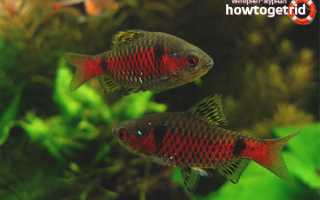 Алый барбус — уход и содержание в аквариуме