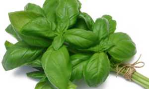 Базилик во время беременности — польза и вред
