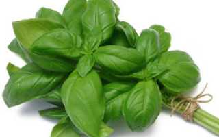 Базилик во время беременности — польза и вред