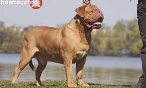 Бордоский дог — описание породы и характер собаки