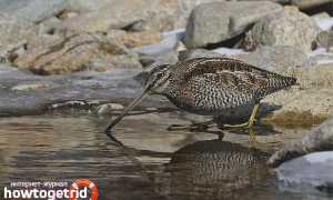 Дупель — описание, среда обитания, интересные факты