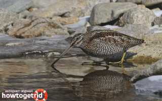Дупель — описание, среда обитания, интересные факты