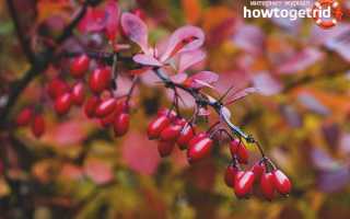 Барбарис — полезные свойства и противопоказания