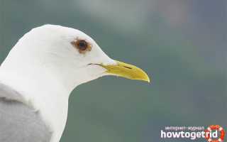 Бургомистр — описание, среда обитания, интересные факты