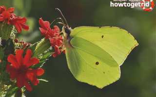 Бабочка лимонница — описание, среда обитания, виды