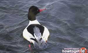 Большой крохаль — описание, среда обитания, интересные факты