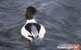 Большой крохаль — описание, среда обитания, интересные факты