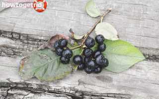 Черноплодная рябина при беременности — польза и вред