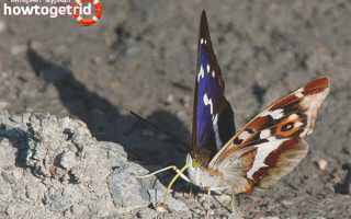 Бабочка переливница — описание, среда обитания, виды