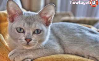 Бурмилла — описание породы и характер кошки