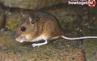 Домовая мышь — описание, среда обитания, образ жизни