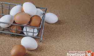 Чем отличаются белые яйца от коричневых?