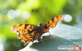 Бабочка углокрыльница — описание, среда обитания, виды