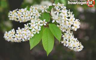 Черемуха — полезные свойства и противопоказания