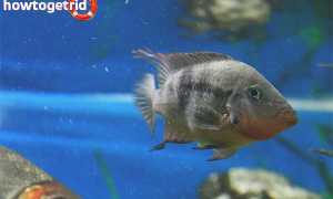 Цихлазома меека — уход и содержание в аквариуме