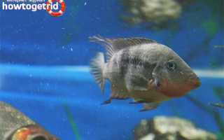 Цихлазома меека — уход и содержание в аквариуме