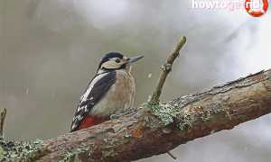 Большой пестрый дятел — описание, среда обитания