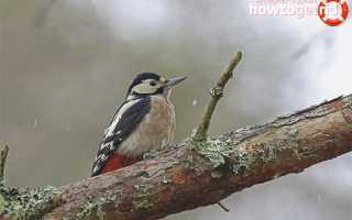 Большой пестрый дятел — описание, среда обитания
