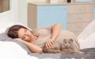 Чувствует ли кот беременность хозяйки