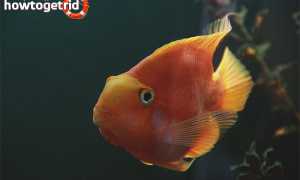 Аквариумная рыбка попугай — уход и содержание