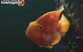 Аквариумная рыбка попугай — уход и содержание