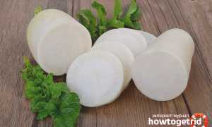 Белая редька — полезные свойства и противопоказания