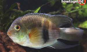 Акара марони — уход и содержание в аквариуме