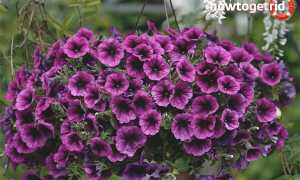 Чем подкормить петунию для обильного цветения?