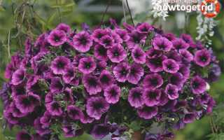 Чем подкормить петунию для обильного цветения?