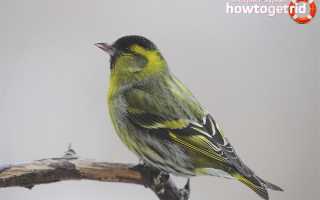 Чиж — описание, среда обитания, интересные факты