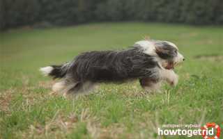 Бородатый колли — описание породы и характер собаки