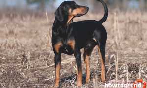 Австрийская гончая — описание породы и характер собаки
