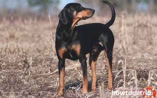 Австрийская гончая — описание породы и характер собаки