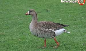 Белолобый гусь — описание, среда обитания, интересные факты