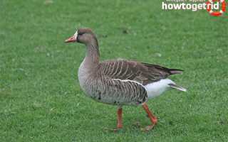 Белолобый гусь — описание, среда обитания, интересные факты