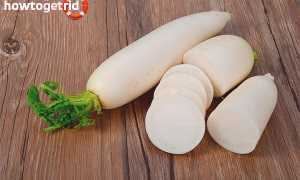Дайкон — полезные свойства и противопоказания