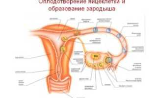 Процесс овуляции и оплодотворение