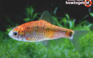 Барбус шуберта — уход и содержание в аквариуме