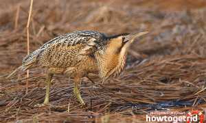 Большая выпь — описание, среда обитания, интересные факты