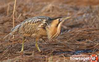 Большая выпь — описание, среда обитания, интересные факты