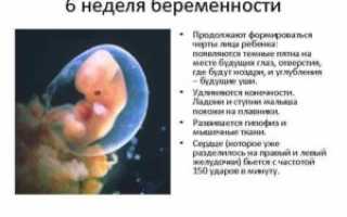 Развитие на 6 неделе беременности