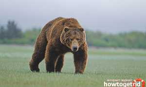 Бурый медведь — описание, среда обитания, образ жизни