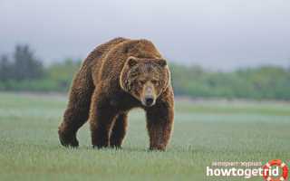 Бурый медведь — описание, среда обитания, образ жизни