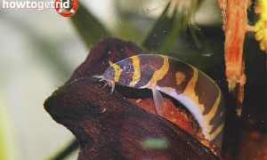 Акантофтальмус — уход и содержание в аквариуме