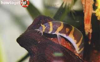 Акантофтальмус — уход и содержание в аквариуме